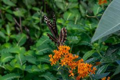 Palamedes Swallowtail butterfly on Butterfly weed Palamedes Swallowtail butterfly on Butterfly weed