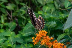 Palamedes Swallowtail butterfly on Butterfly weed Palamedes Swallowtail butterfly on Butterfly weed