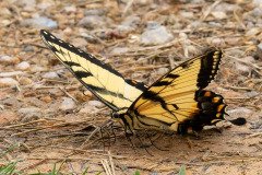 Eastern Tiger Swallowtail butterfly (Papilio glaucus) Eastern Tiger Swallowtail butterfly (Papilio glaucus)