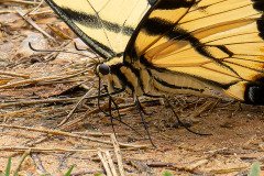 Eastern Tiger Swallowtail butterfly (Papilio glaucus) Eastern Tiger Swallowtail butterfly (Papilio glaucus)
