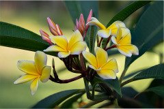 Frangipani (Plumeria rubra) Frangipani (Plumeria rubra)