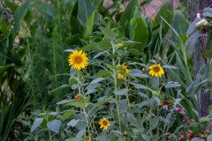 Common sunflower