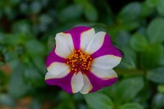Portulaca flower, commonly known as Moss Rose or Purslane