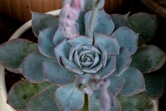 Peacock echeveria