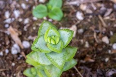 String of Buttons, Necklace Vine, or Pagoda Plant