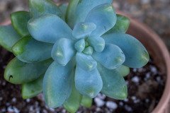 likely a Graptosedum 'Blue Giant' or Stonecrop
