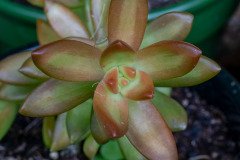 Coppertone stonecrop