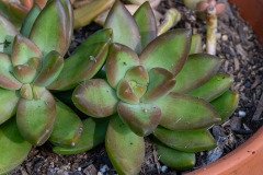 Coppertone stonecrop