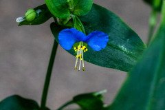 Asiatic dayflower