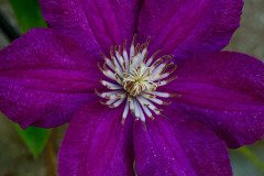 Italian leather flower