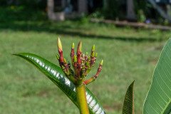 Fangipani