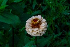 Zinnia flower