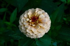 Zinnia flower