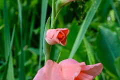 Gladiolus