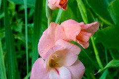 Gladiolus