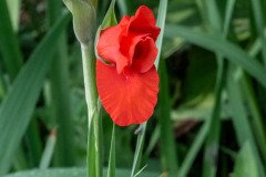 Gladiolus