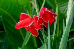 Gladiolus 'Atom' flower
