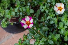 Asiatic Dayflower (Commelina communis)