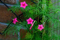 Cypress vine