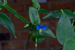 Asiatic Dayflower (Commelina communis)