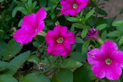 Neon Rose Petunias