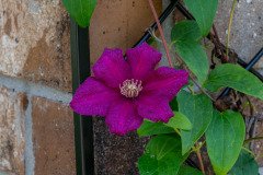 Clematis flower
