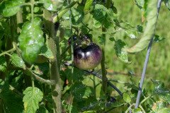 Purple tomato