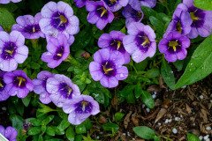 Garden petunia