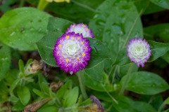 Audray Bicolor Rose Gomphrena