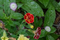 Garden petunia