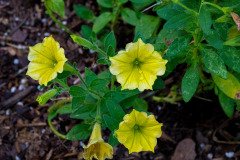 Garden petunia