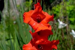 Gladiolus