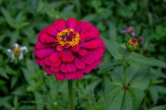 Zinnia flower
