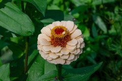 Zinnia flower