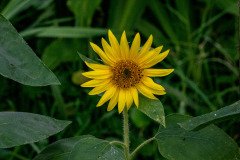 Downy Sunflower