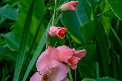 Gladiolus