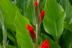 Gladiolus