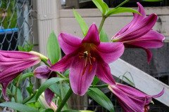 trumpet lily