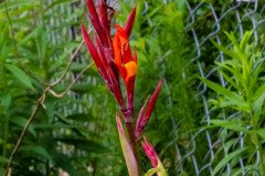 Indian shot (Canna indica)