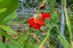 Gladiolus 'Atom' flower