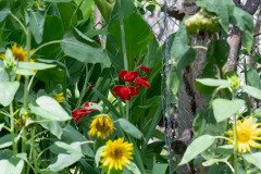 Gladiolus 'Atom' flower & Sunflowers