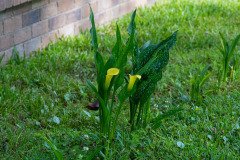 yellow Calla Lilies