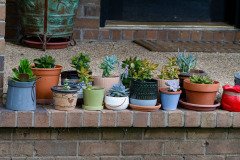 Patty's succulent collection