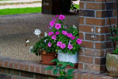 Geranium & petunias