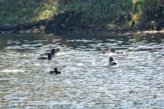 RLH_7061 RLH_7061