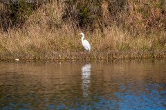 RLH_7065 RLH_7065