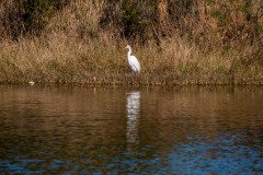 RLH_7067 RLH_7067