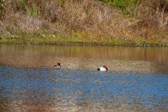 RLH_7086 RLH_7086