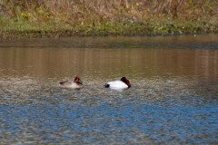 RLH_7090 RLH_7090