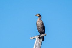 RLH_7093 RLH_7093